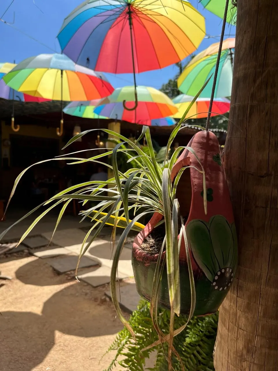 Vaso artesanal com planta sob os guarda-chuvas